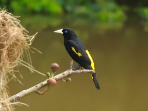 Iquitos peru amazon jungle tour