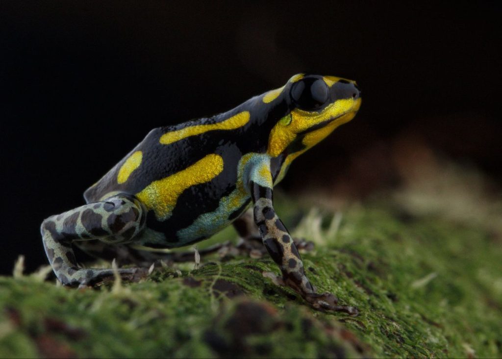 best amazon wildlife tour in peru