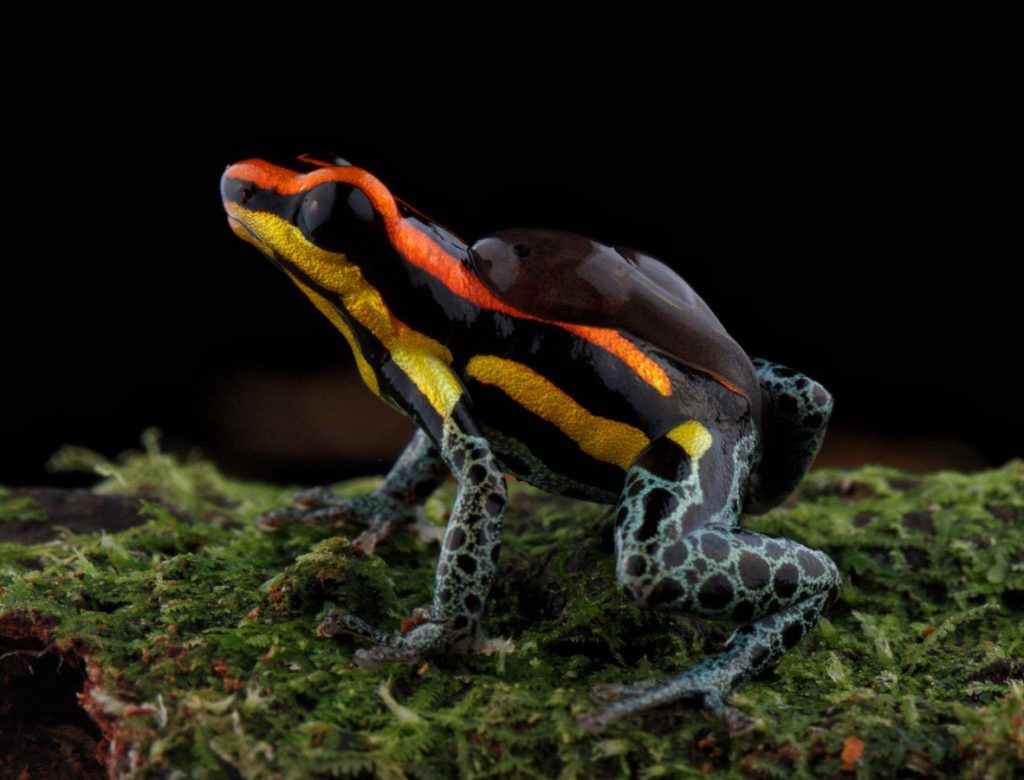 peru rainforest tour